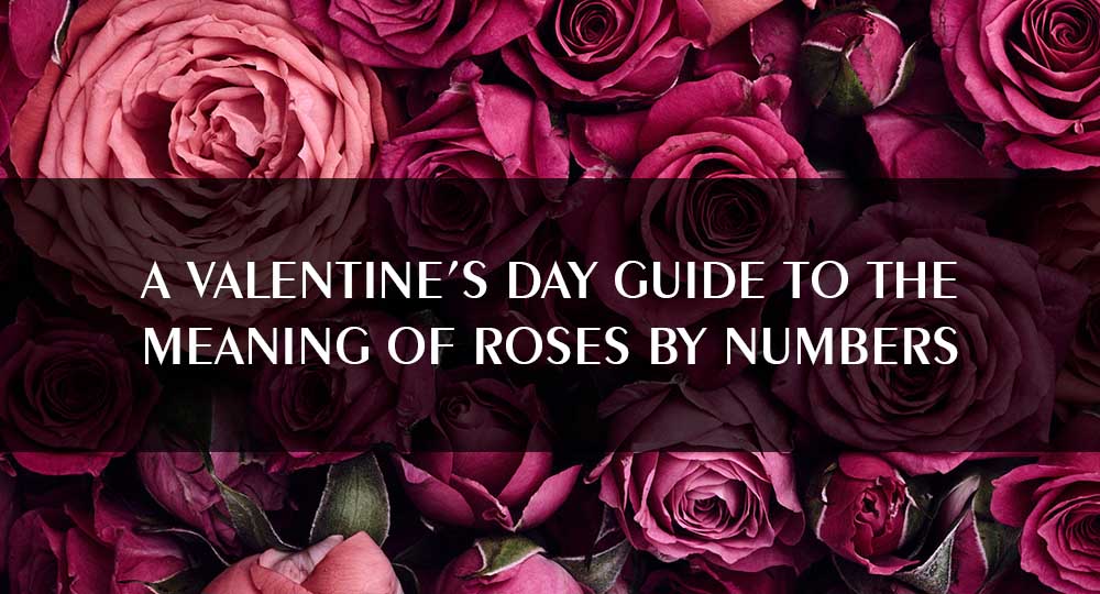 meaning of roses by numbers royal albatross